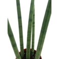 thumbnail image 2 of Bamboo Shoots Snake Plant - Sanseveria cylindrica - Impossible to kill! - 5" Pot, 2 of 3