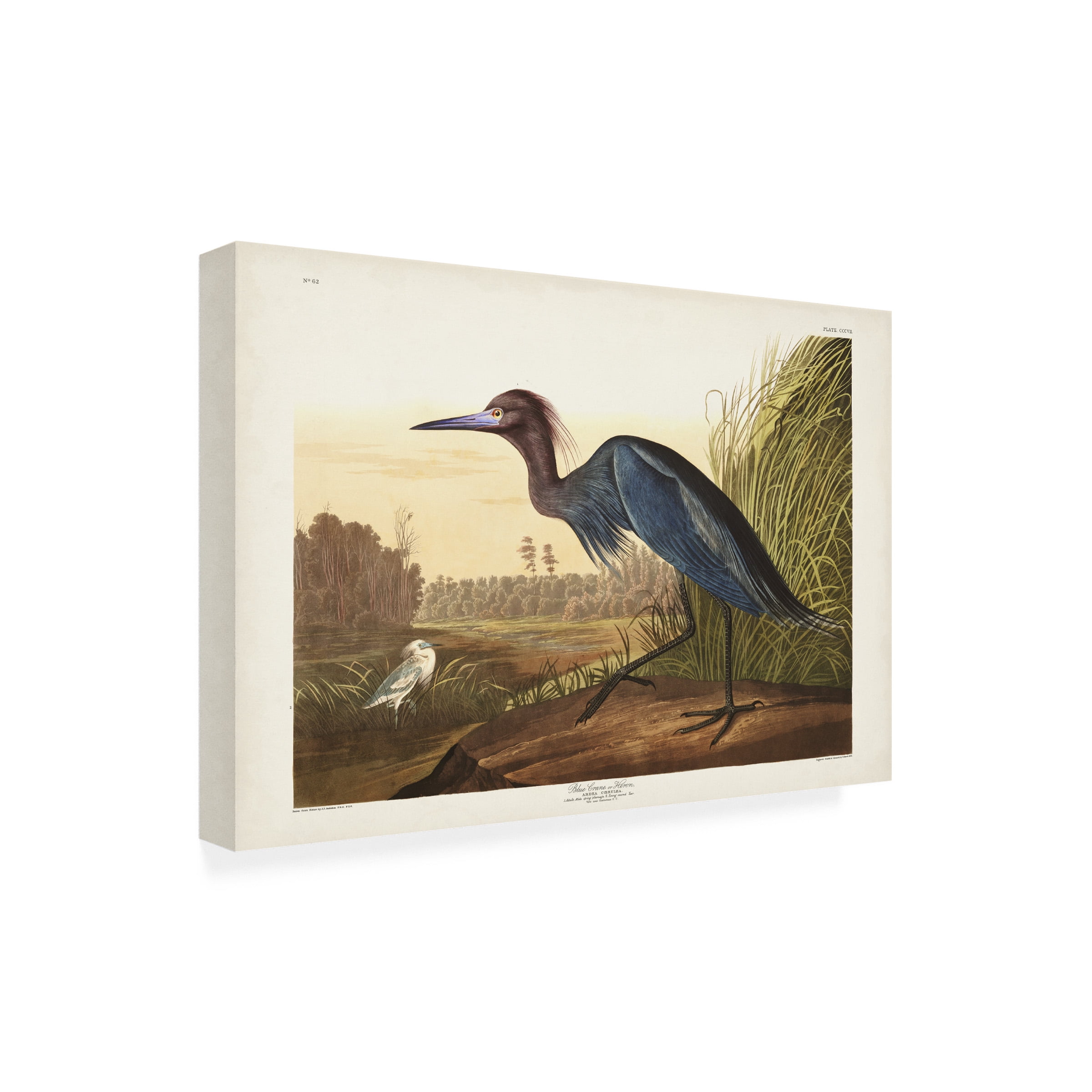 John James Audubon 'Blue Crane Or Heron' Canvas Art