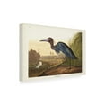 thumbnail image 2 of John James Audubon 'Blue Crane Or Heron' Canvas Art, 2 of 3