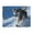 500 Pieces, variant on Husky Skiing Winter Snow 500-Piece Wooden Jigsaw Puzzle for Adults, Fun & Challenging Family Game, Stylish Wall Decor & Holiday Gift