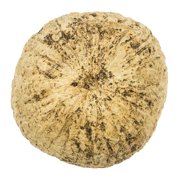 Vickerman Half Bleached Mayan Coconut 3 Wide, Real Preserved Coconut Decor for Home or Everyday Arrangements, 10 Pieces Per Pack
