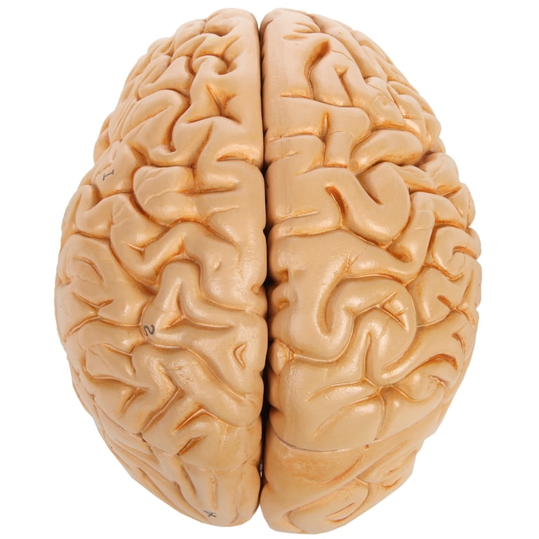 Real Human Brains In Skull