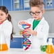 thumbnail image 2 of Expositor de ADN autoensamblable, modelo de doble hélice, juguete de aprendizaje de genes humanos, material didáctico biológico, 2 of 6