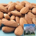 Hall's Hardy Almond Dormant Bareroot Nut 2 to 3 ft. tall Starter Tree
