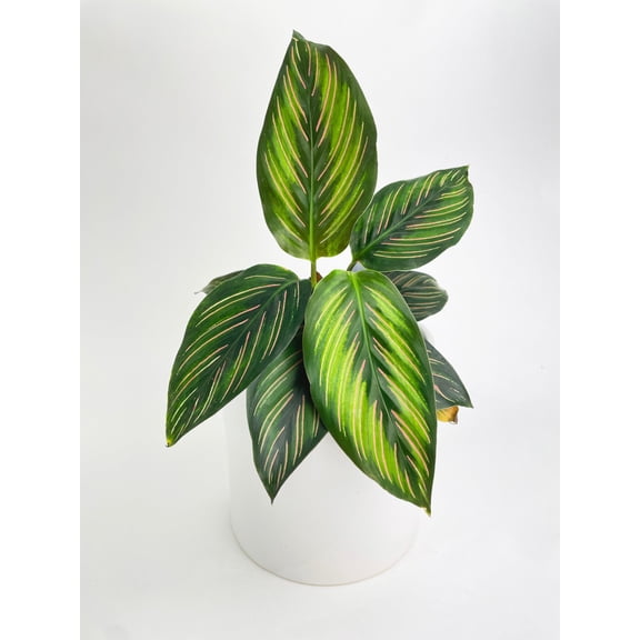 Bumble Plants Calathea Peacock Beauty Star - Full Live Colorful Houseplant in Nursery Pot, Easy Care, Indoor Plant for Beginners