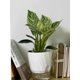 thumbnail image 4 of Typpkmm Lazy Hydroponic Flower Pot with Automatic Water-Absorbing, 4 of 7
