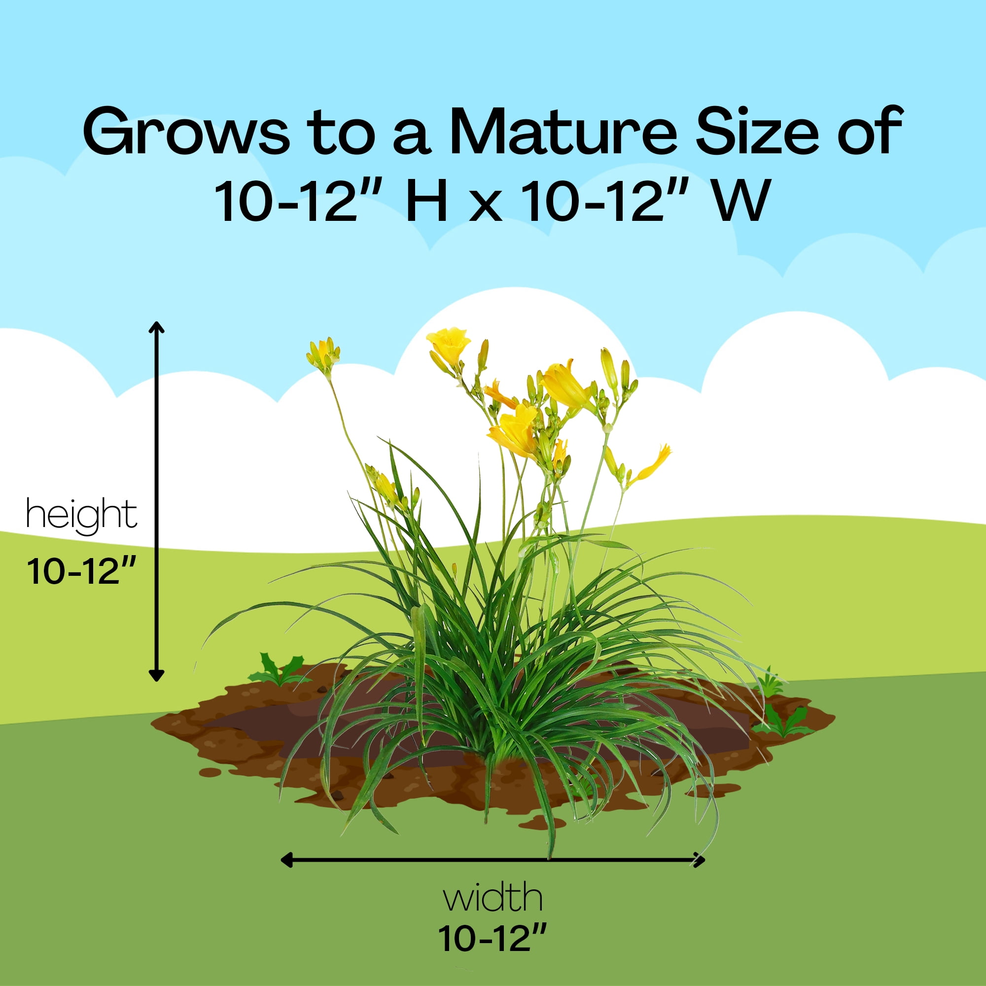 Southern Living Stella Daylily Live Shrub in 1-Gallon Grower Pot