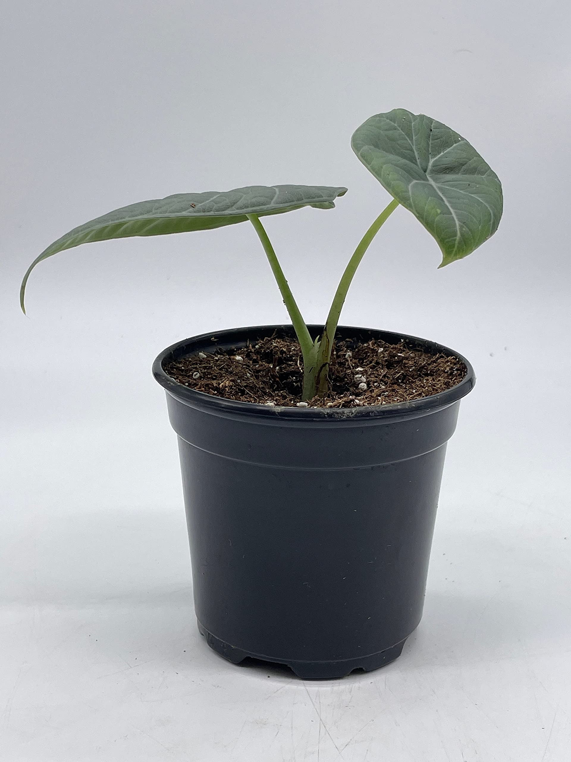 Alocasia Melo + Cache-pot blanc Alaska