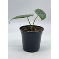thumbnail image 3 of Alocasia Melo Maharani, White Velvet, Grey Dragon Plant, Alocasia Hybrid, 4 inch, Live Rooted Potted Rare Succulent, 3 of 8