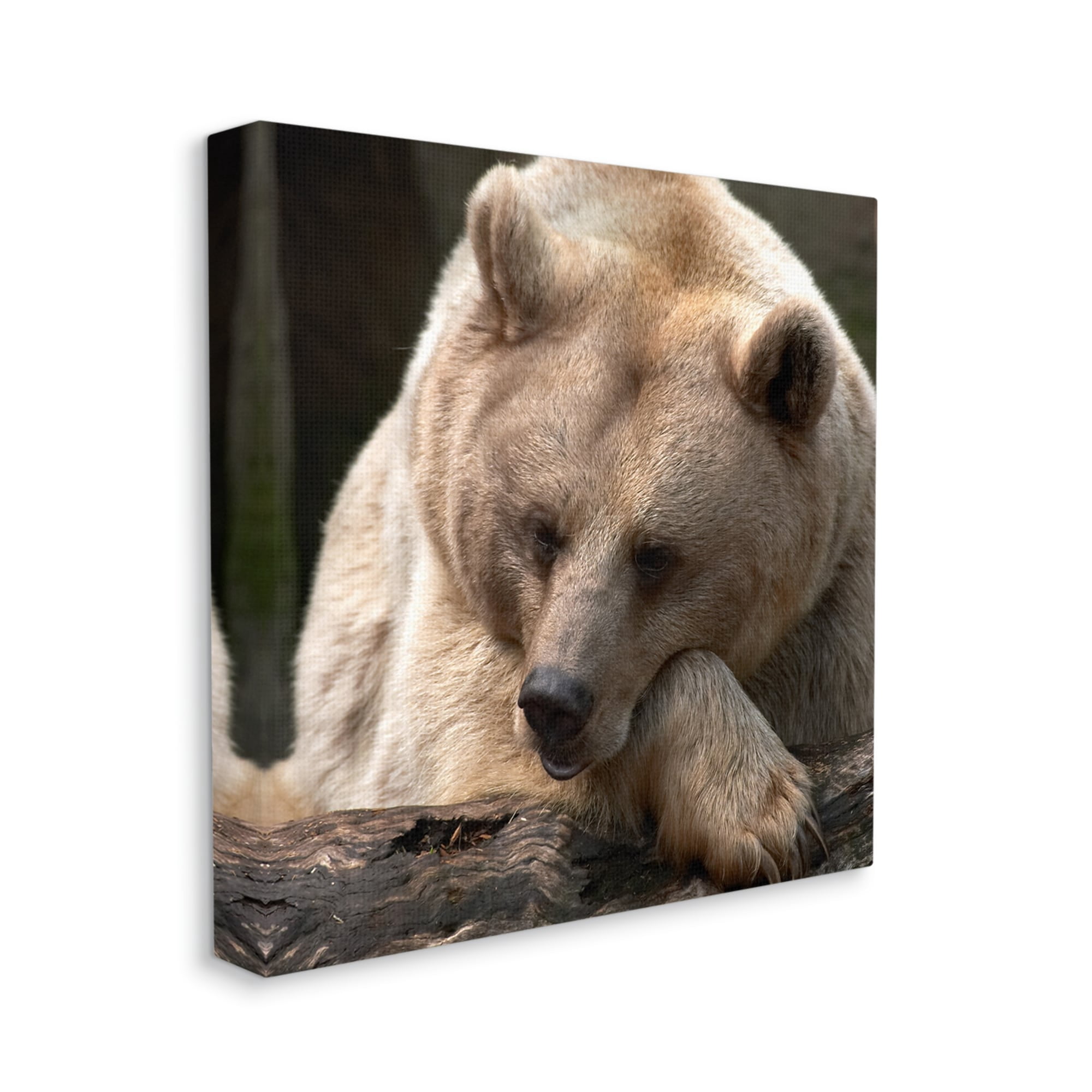 Stupell Industries Brown Bear Forest Wildlife Animals & Insects Photography Gallery Wrapped Canvas Print Wall Art