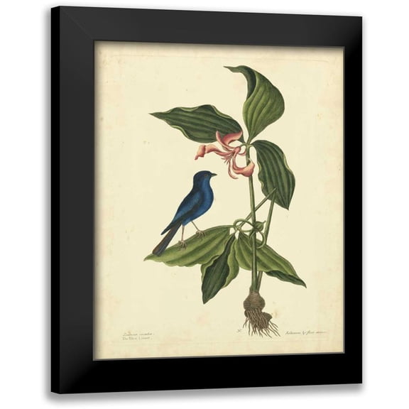 Catesby, Mark 12x14 Black Modern Framed Museum Art Print Titled - Catesby Bird and Botanical IV
