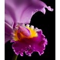 thumbnail image 2 of Seidman, Barry 26x30 Gold Ornate Wood Framed with Double Matting Museum Art Print Titled - Purple Orchid, 2 of 4
