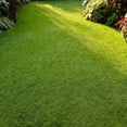 thumbnail image 2 of 8000 Zoysia Lawn Seed, Slow-Growing Grass for Yard, 2 of 5