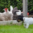 thumbnail image 3 of EeaseMX Arte Craft Wire Net Pollo Cerca de alambre de aves de corral Malla de alambre hexagonal, 3 of 7