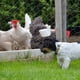 thumbnail image 3 of EeaseMX Arte Craft Wire Net Pollo Cerca de alambre de aves de corral Malla de alambre hexagonal, 3 of 7