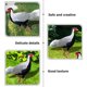 thumbnail image 4 of Pheasant Garden Stake Yard Decoration Acrylic Animal Stakes 8Pcs, 4 of 5