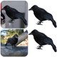 thumbnail image 4 of Likrtyny 2 Uds Terror Animal Pájaro Plástico Y Plumas Halloween para El Fiesta Halloween, 4 of 7