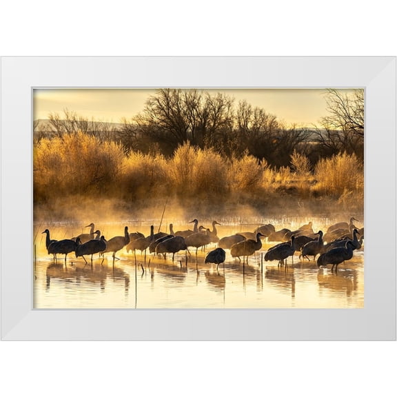Jaynes Gallery 14x11 White Modern Wood Framed Museum Art Print Titled - USA-New Mexico-Bernardo Wildlife Management Area-Sandhill cranes in water on foggy sunrise