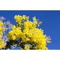thumbnail image 4 of 10 GOLDEN MIMOSA Acacia Baileyana Yellow Wattle Tree Flower Seeds, 4 of 10