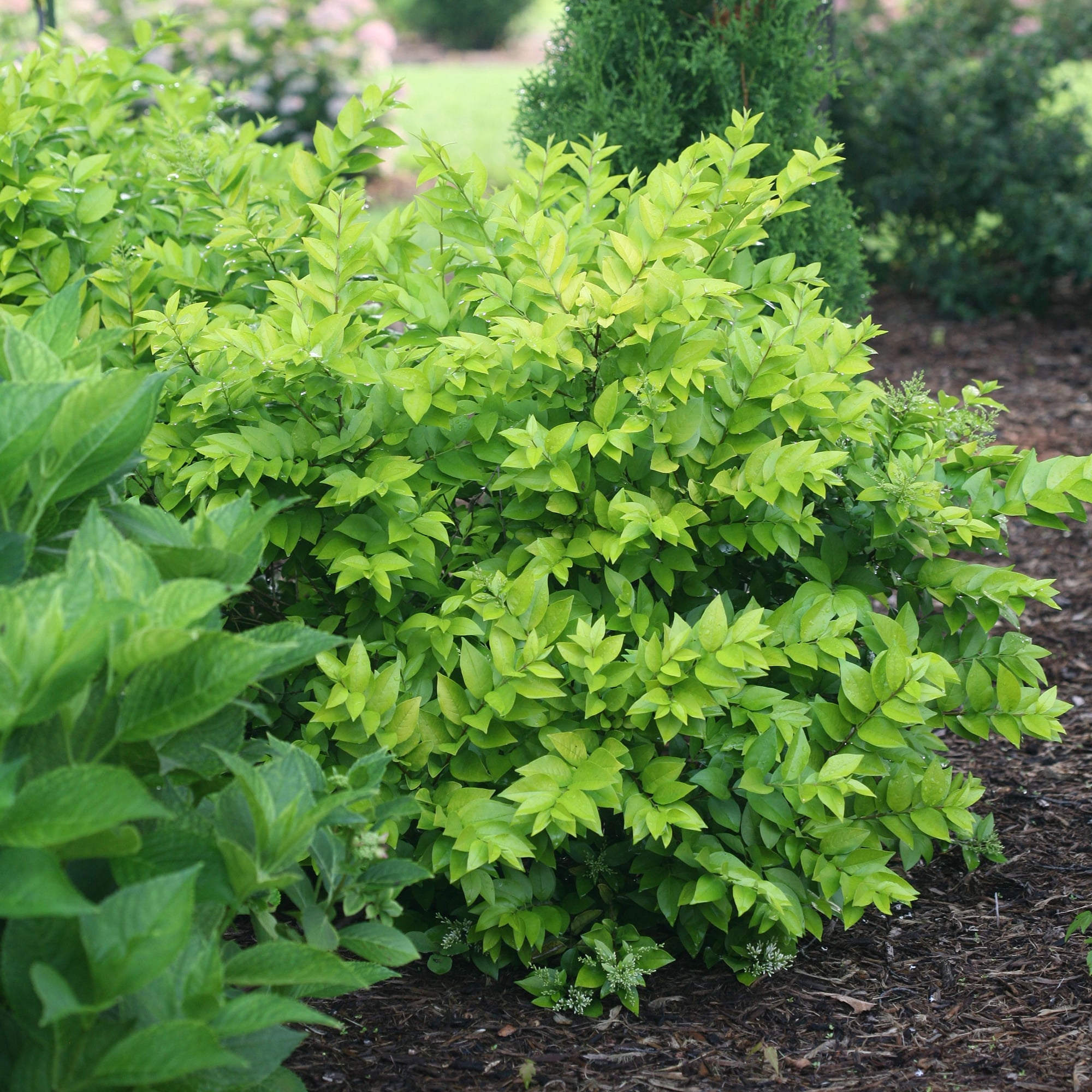 Proven Winners ColorChoice Golden Ticket Ligustrum Live Shrub (2 Gallon)