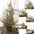 thumbnail image 4 of Labymos Nuevas plantas de ratán de aire, 4 of 8