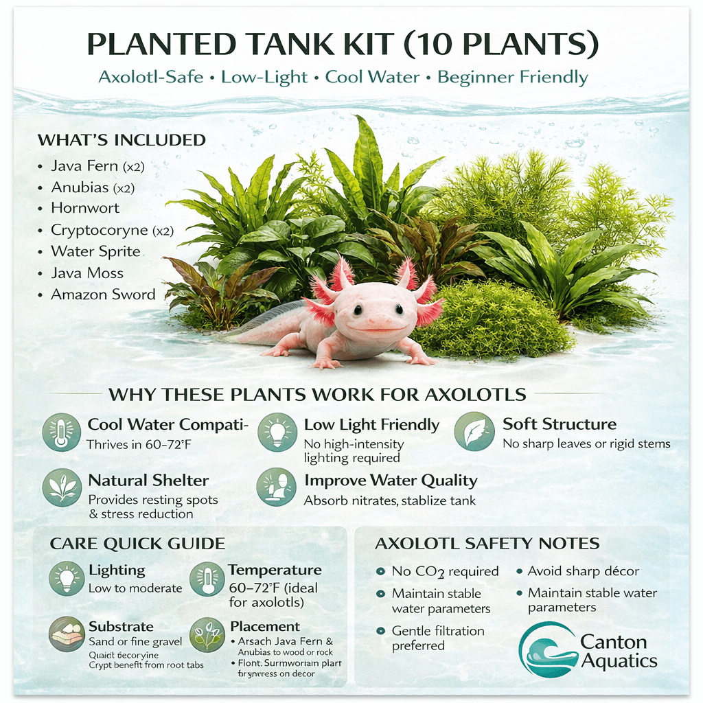 Axolotl Live Plants Bundle (10 Plants)