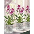 thumbnail image 6 of 12Pcs Orchid Pots with Holes and Saucers Clear Orchids Pots 3.1 Inch / 4 Inch / 5.1 Inch High Plastic Flower Plant Pot Breathable Slotted Plant Pot for Indoor Outdoor, 6 of 6