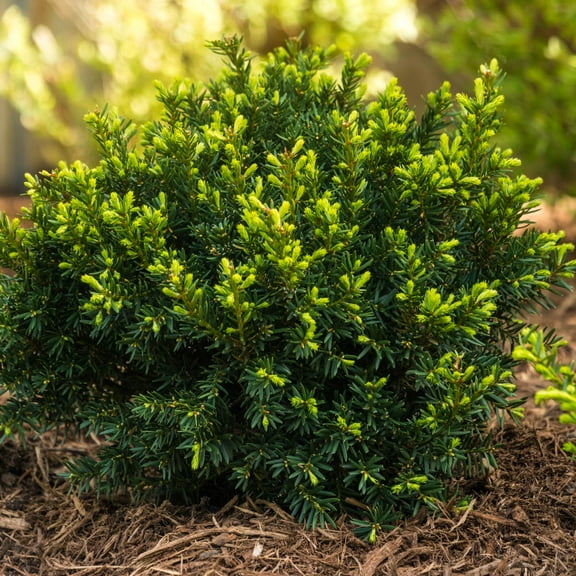 3 Gal. Pot, Dark Green Spreader Yew Taxus Evergreen Shrub, One Plant per Offer