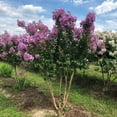 thumbnail image 3 of Catawba Crape Myrtle Rich Purple Blooms  40 Live Plants  Drought & Heat Tolerant, Ideal for Year-Round Garden Beauty, 3 of 7