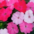 thumbnail image 5 of National Plant Network 4 in. SunPatiens Compact Happy Days Mix Impatiens (3-Pack), 5 of 10