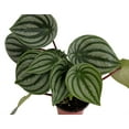 thumbnail image 2 of Watermelon Peperomia 6" Pot - Houseplant, 2 of 2