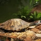 thumbnail image 4 of Plataforma Para Tortugas, Base Acrílica Para Tomar El Sol, Soporte De Suspensión, Rampa Antideslizante, Zona De Descanso Para Acuario De Reptiles Para Uso Doméstico,Vsgery, 4 of 9