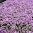 thumbnail image 4 of Elfin Thyme&ndash;Low&ndash;Growing Ground Cover&ndash;Aromatic Foliage  1 Gallon, 4 of 12