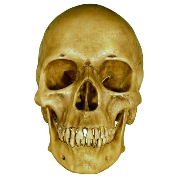 Life Size Model Human Aged Earth-Brown Relic - Medical Anatomy Reproduction Brand