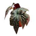 thumbnail image 3 of Harmony's Yin and Yang Angel Wing Hybrid Cane Begonia, 6 inch, Pink Polkadots Black Leaves, 3 of 4