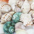 thumbnail image 2 of HLONK 100G Mixed Beach Colorful Seashells Craft Aquarium Home Decoration, 2 of 3