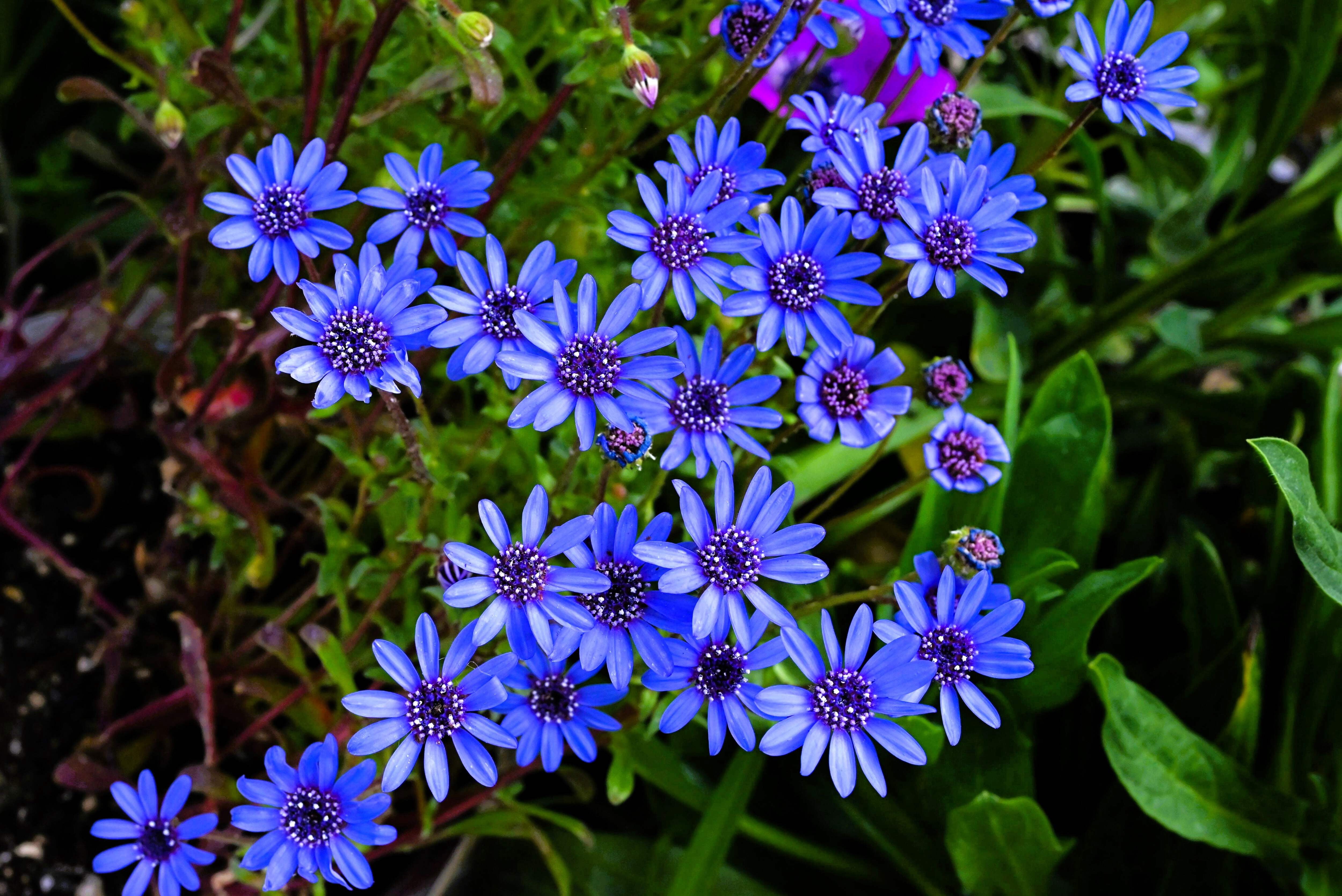 Seedville Felicia Daisy - Thumbnail 2