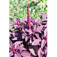 thumbnail image 1 of 500 Graines d'Amarante Cruentus Amaranth Rouge Minuit Fleur Feuille Légume, 1 of 7