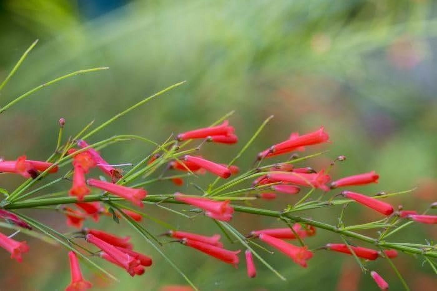 Firecracker Plant I 3 Live Plants I Russelia Equisetiformis I Vibrant Red Tubular Flowers, Hummingbird Attracting, Heat-Tolerant, Perfect for Borders and Containers