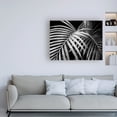 thumbnail image 2 of Trademark Fine Art 'Palm Fronds Black And White' Canvas Art by Debra Van Swearingen, 2 of 3