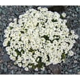thumbnail image 3 of 800 WHITE ALPINE ROCKCRESS Aubrieta Rock Cress Arabis Alpina Flower Seeds, 3 of 3