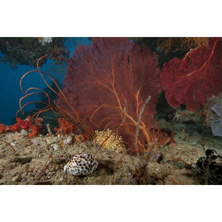 A large red gorgonian sea fan and tiger cowrie in waters off Fiji Canvas Art - Terry MooreStocktrek Images (18 x 12)