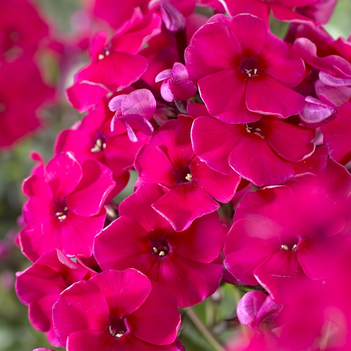 Van Zyverden Tall Phlox Red Riding Hood Set of 5 Roots Red Partial Sun Perennial Pollinator 1 lb