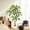 6FT, variant on Ataujin Artificial Dracaena Tree, Fake Tree with Tall Planter Faux Yucca Tall Fake Floor Plant in Pot Artificial Plant for Home Office Living Room Entryway Porch Decor