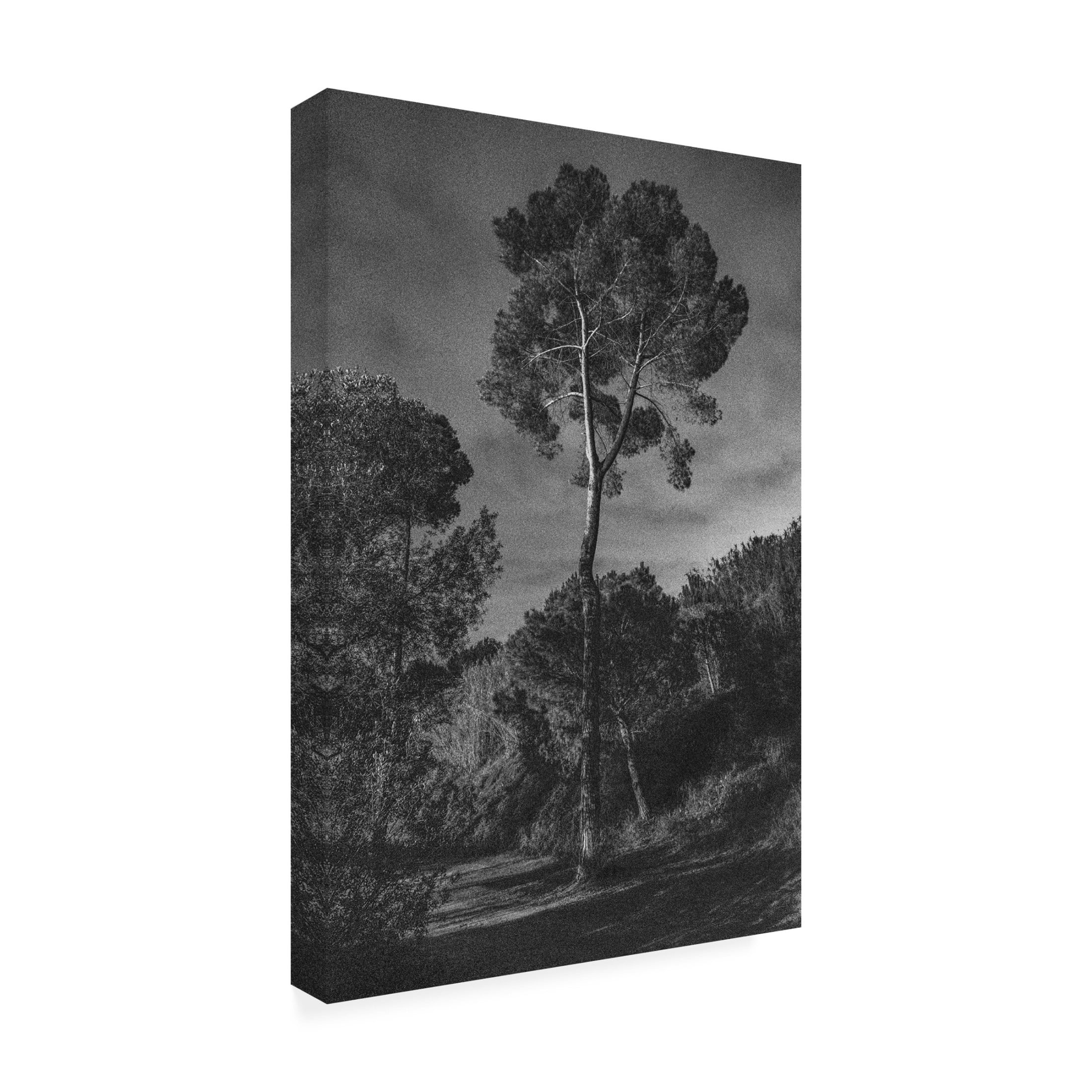 Trademark Fine Art Pepa Aston Arbores Canvas Wall Art