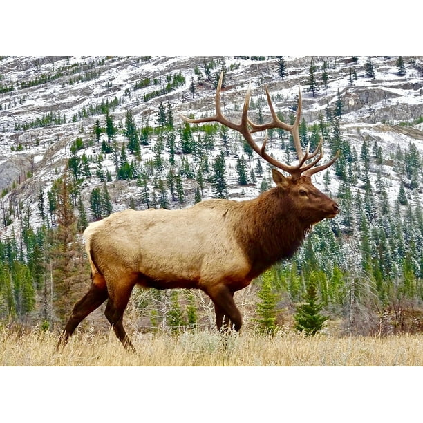 Antlers Male Elk Bull Nature Wild Wildlife20 Inch By 30 Inch Laminated