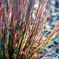 thumbnail image 2 of Standing Ovation Bluestem Ornamental Grass Dormant Bare Root Starter Perennial Plant (1-Pack), 2 of 3