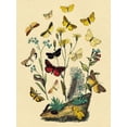 thumbnail image 2 of Kirby, W. F. 25x32 White Modern Wood Framed Museum Art Print Titled - Moths: C. Miniata, S. Aurita, et al., 2 of 4