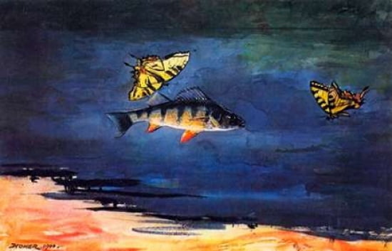 Fish And Butterflie
