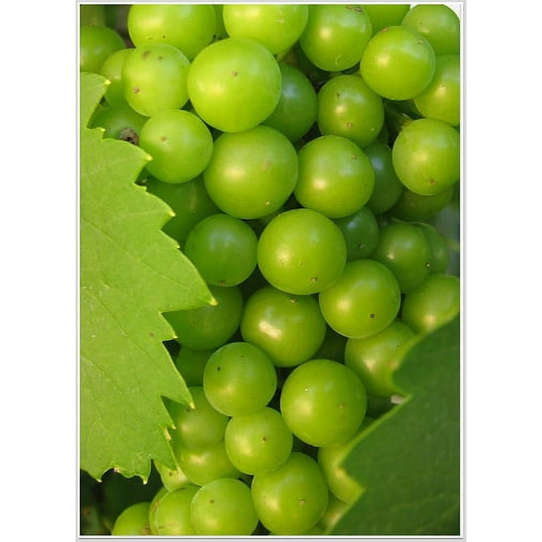 Niagara White Grape Vine Plant - Sweet & Juicy - 4